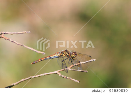 アキアカネ アキアカネ 95680850