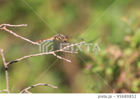 アキアカネ アキアカネ 95680852