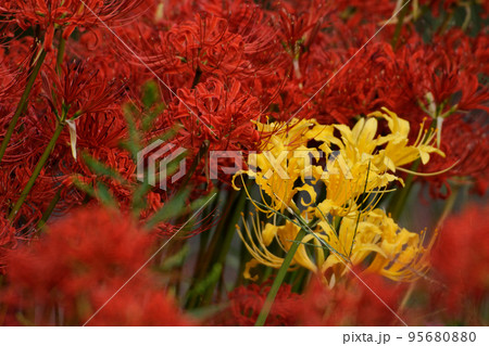 彼岸花 95680880