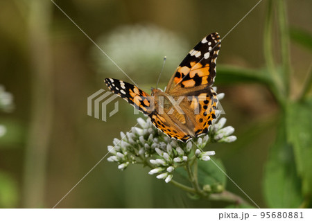 訪花昆虫ヒメアカタテハ♂の吸蜜 訪花昆虫ヒメアカタテハ♂の吸蜜 95680881
