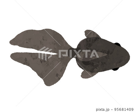 水彩風の上から見た黒色の金魚 95681409