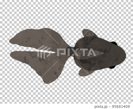 水彩風の上から見た黒色の金魚 95681409