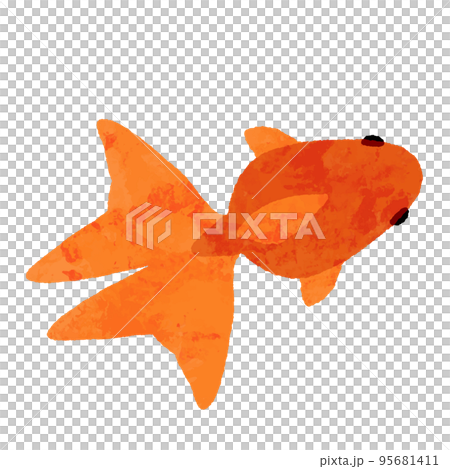 水彩風の上から見た赤色の金魚 95681411
