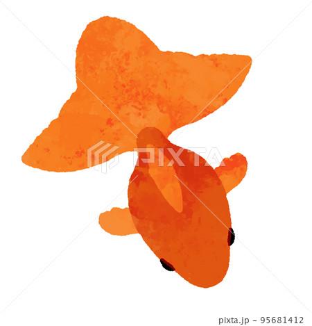 水彩風の上から見た赤色の金魚 95681412