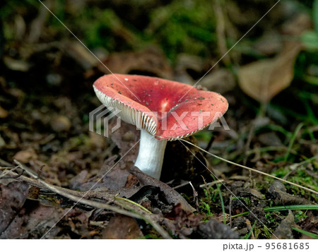 ベニタケ科のキノコ ベニタケ科のキノコ 95681685