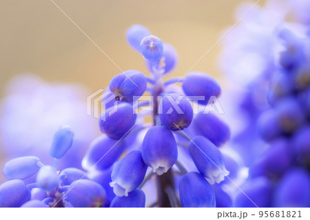 春野辺に咲くムスカリの花 春野辺に咲くムスカリの花 95681821