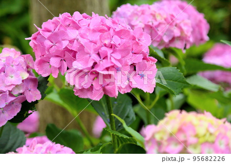 アジサイの花 コエルレア アジサイの花 コエルレア 95682226