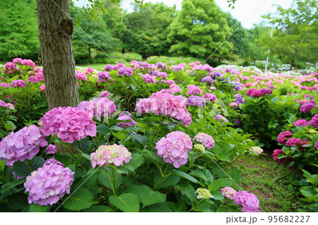 アジサイの花 95682227