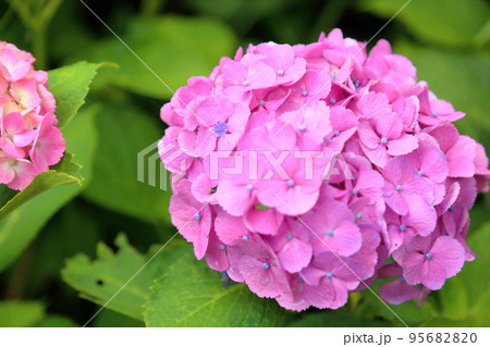 アジサイの花 アジサイの花 95682820