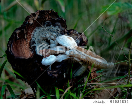ヤグラタケ発生 95682852