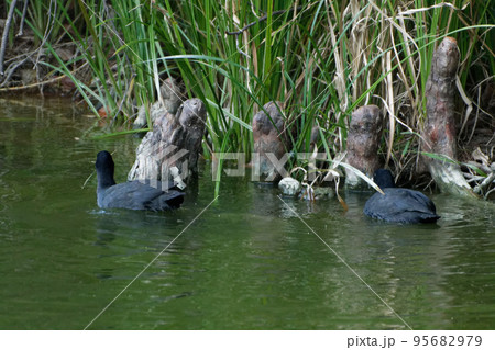 留鳥オオバンのペア 留鳥オオバンのペア 95682979