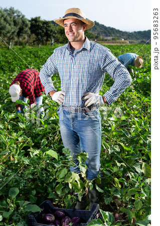 Man farmer harvesting eggplants on field 95683263