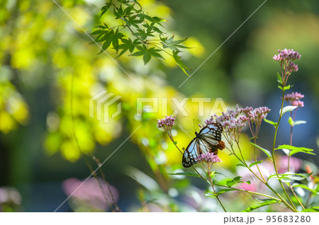 旅する蝶アサギマダラ 95683280