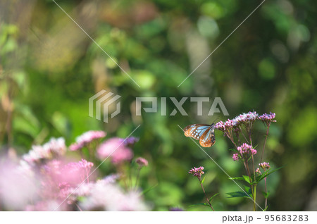 旅する蝶アサギマダラ 95683283