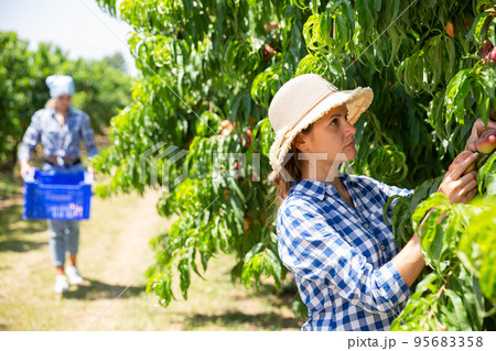 Woman farmer harvesting peaches 95683358