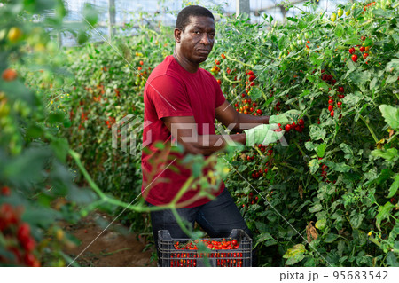 Afro male farmer picking tomatoes in greenhouse Afro male farmer picking tomatoes in greenhouse 95683542