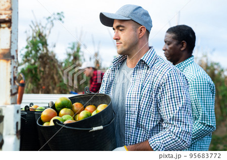 Man gardener carrying bucket of tomatoes Man gardener carrying bucket of tomatoes 95683772