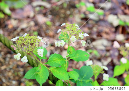 ヤマアジサイの花 大虹 ヤマアジサイの花 大虹 95683895