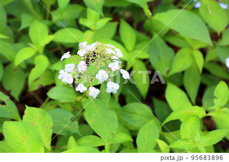 ヤマアジサイの花 大虹 ヤマアジサイの花 大虹 95683896