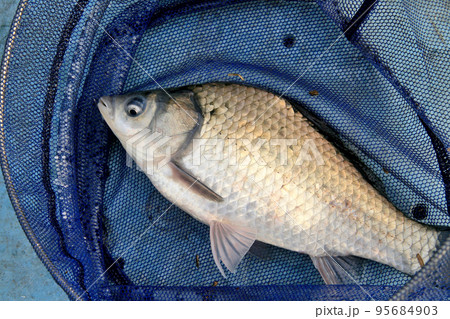 野池のヘラブナを釣って撮った 95684903