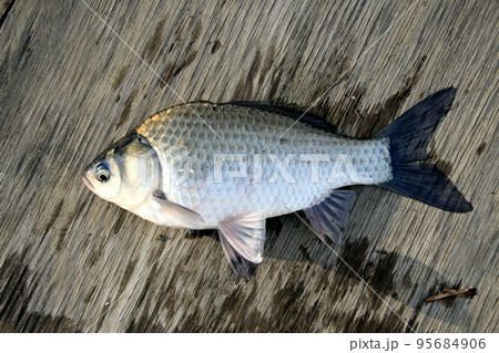 野池のヘラブナを釣って撮った 95684906