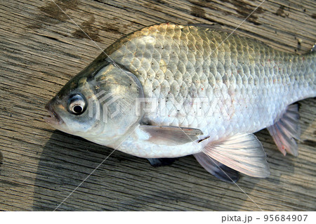 野池のヘラブナを釣って撮った 95684907