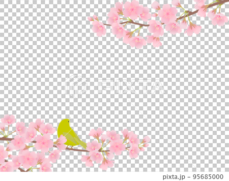 Cherry blossoms in full bloom and white-eye _ frame 95685000