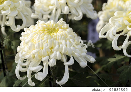 秋の風景　鮮やかに咲いた菊の花　山形県南陽市 95685396