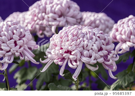 秋の風景　鮮やかに咲いた菊の花　山形県南陽市 95685397