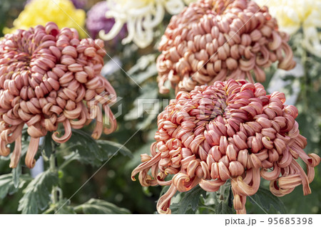 秋の風景　鮮やかに咲いた菊の花　山形県南陽市 95685398