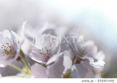 桜・Cherry tree in full bloom 桜・Cherry tree in full bloom 95685448
