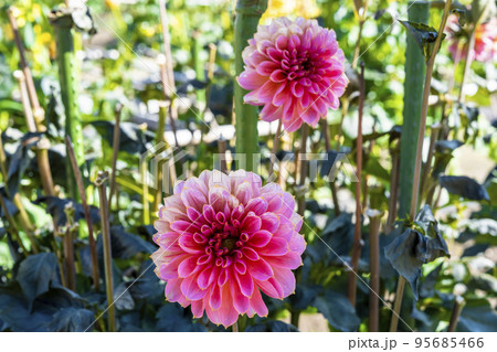 秋の風景 鮮やかに咲いたダリア 山形県川西町 秋の風景 鮮やかに咲いたダリア 山形県川西町 95685466
