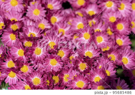 秋の風景　鮮やかに咲いた菊の花　山形県南陽市 95685486