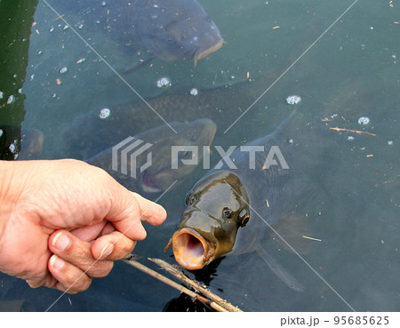ヘラ釣場のコイなのに養魚場の魚のように人になついている ヘラ釣場のコイなのに養魚場の魚のように人になついている 95685625