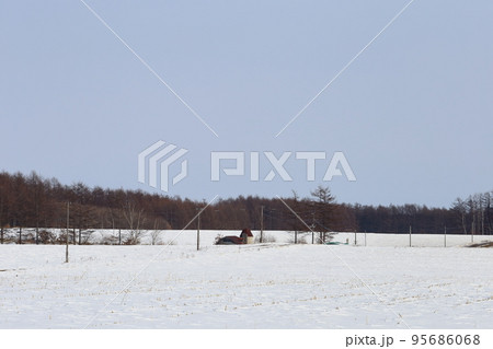北海道 十勝地方 牧場のある風景(冬) 北海道 十勝地方 牧場のある風景(冬) 95686068