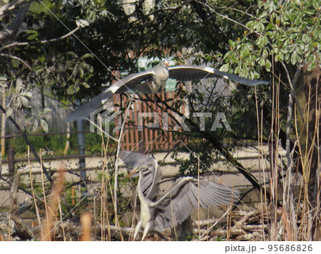 アオサギの縄張り争い 95686826