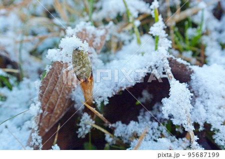 頭に雪をのせたツクシ 頭に雪をのせたツクシ 95687199