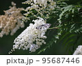 ホザキナナカマドに集まる蝶々 95687446