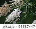 ホザキナナカマドに集まる蝶々 95687447