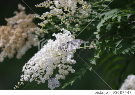 ホザキナナカマドに集まる蝶々 95687447