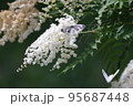 ホザキナナカマドに集まる蝶々 95687448