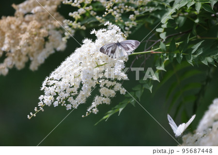 ホザキナナカマドに集まる蝶々 ホザキナナカマドに集まる蝶々 95687448
