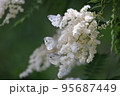 ホザキナナカマドに集まる蝶々 95687449