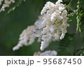 ホザキナナカマドに集まる蝶々 95687450
