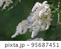 ホザキナナカマドに集まる蝶々 95687451