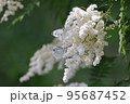 ホザキナナカマドに集まる蝶々 95687452