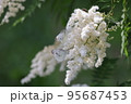 ホザキナナカマドに集まる蝶々 95687453