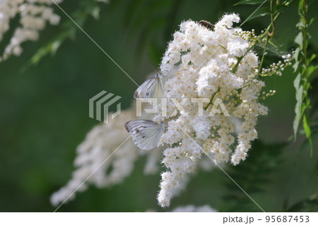 ホザキナナカマドに集まる蝶々 ホザキナナカマドに集まる蝶々 95687453