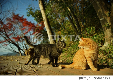 紅葉の八幡山城跡でくつろぐ猫 95687454
