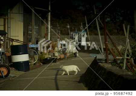 琵琶湖に浮かぶ有人島・沖島の町並みを散歩する地域猫 95687492